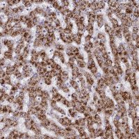 Anti-HAO1 antibody produced in rabbit 