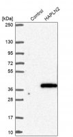 Anti-HAPLN2 antibody produced in rabbit HPA045765-100UL