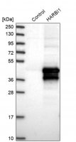 Anti-HARBI1 antibody produced in rabbit 