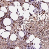 Anti-HBQ1 antibody produced in rabbit 
