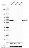 Anti-HDAC1 antibody produced in rabbit 