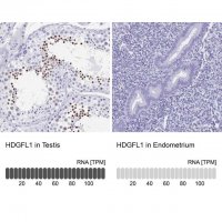 Anti-HDGFL1 antibody produced in rabbit 