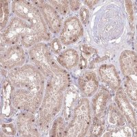 Anti-HELT antibody produced in rabbit HPA036189-100UL