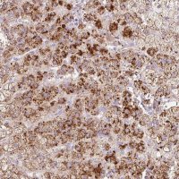 Anti-HEXA antibody produced in rabbit 