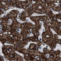 Anti-HIBADH antibody produced in rabbit HPA021002-100UL