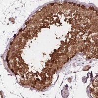 Anti-HIF1AN antibody produced in rabbit 