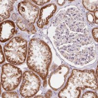 Anti-HINT2 antibody produced in rabbit 