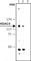 Anti-Histone Deacetylase 4 (HDAC4) (DM-15) antibody produced in rabbit H9536-200UL