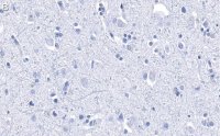 Anti-Histone H2B Antibody, clone 4O11 ZooMAb Rabbit Monoclonal 