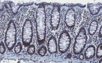 Anti-Histone H4 Antibody, clone 5J18, ZooMAb Rabbit Monoclonal 