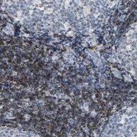 Anti-HLA-DOB antibody produced in rabbit 