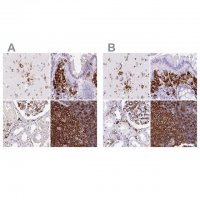 Anti-HLA-DRA antibody produced in rabbit 