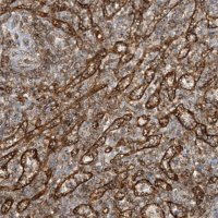 Anti-HLA-E antibody produced in rabbit 
