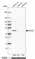 Anti-HMCES antibody produced in rabbit 