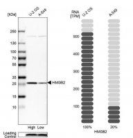 Anti-HMGB2 antibody produced in rabbit HPA053314-100UL