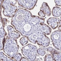 Anti-HMGB3 antibody produced in rabbit 
