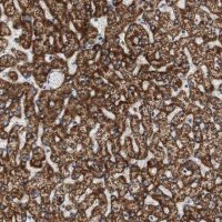 Anti-HMGCL antibody produced in rabbit 