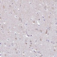Anti-HMP19 antibody produced in rabbit 