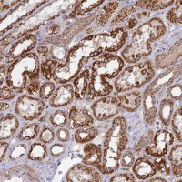 Anti-HMX2 antibody produced in rabbit 