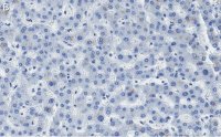 Anti-HNF-4alpha Antibody, clone 4C19 ZooMAb Rabbit Monoclonal 