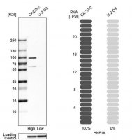 Anti-HNF1A antibody produced in rabbit 