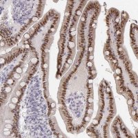 Anti-HNF4G antibody produced in rabbit 
