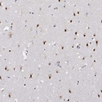 Anti-HNRNPA0 antibody produced in rabbit HPA059404-100UL
