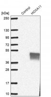 Anti-HOXA11 antibody produced in rabbit 