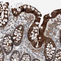 Anti-HOXA5 antibody produced in rabbit 