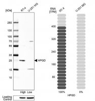 Anti-HPGD antibody produced in rabbit 