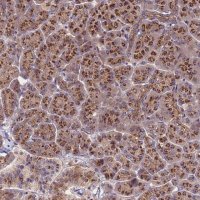Anti-HPS3 antibody produced in rabbit 