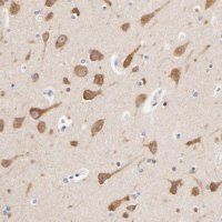Anti-HS3ST1 antibody produced in rabbit HPA002237-100UL