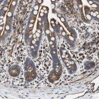 Anti-HSD17B12 antibody produced in rabbit 