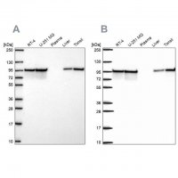 Anti-HSP90AB1 antibody produced in rabbit 
