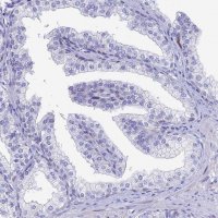 Anti-HSPA1L antibody produced in rabbit 