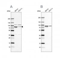 Anti-HSPA5 antibody produced in rabbit 