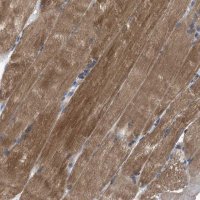 Anti-HSPB8 antibody produced in rabbit 