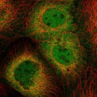 Anti-HSPH1 antibody produced in rabbit 