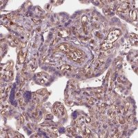 Anti-HTR1B antibody produced in rabbit 