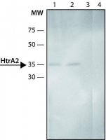 Anti-HtrA2 (C-terminal) antibody produced in rabbit 