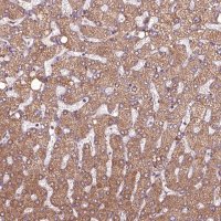 Anti-HYAL1 antibody produced in rabbit 