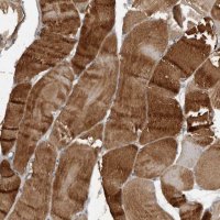 Anti-HYAL4 antibody produced in rabbit 