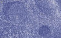 Anti-Iba1/ AIF1 Antibody, clone 20A12.1 ZooMAb Mouse Monoclonal 