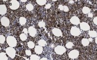 Anti-Iba1/AIF1 Antibody, clone 16B14, ZooMAb Rabbit Monoclonal 