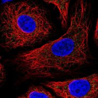 Anti-IDH3B antibody produced in rabbit 
