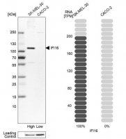 Anti-IFI16 antibody produced in rabbit 
