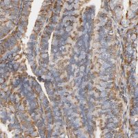 Anti-IFITM3 antibody produced in rabbit 