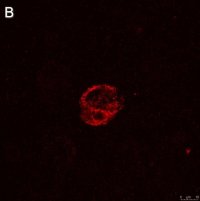 Anti-IFN Antibody, clone 5K15 ZooMAb Rabbit Monoclonal 