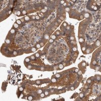 Anti-IFRD1 antibody produced in rabbit 
