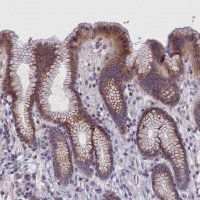 Anti-IGFALS antibody produced in rabbit 